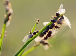 Many flying ants crawling and flying in meadow during breeding time